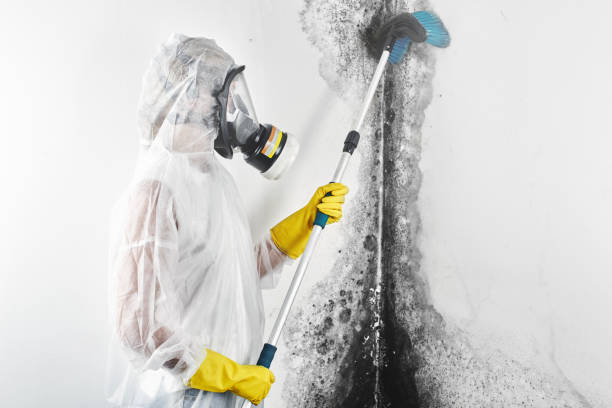 Best Attic Mold Removal  in Alpha, NJ
