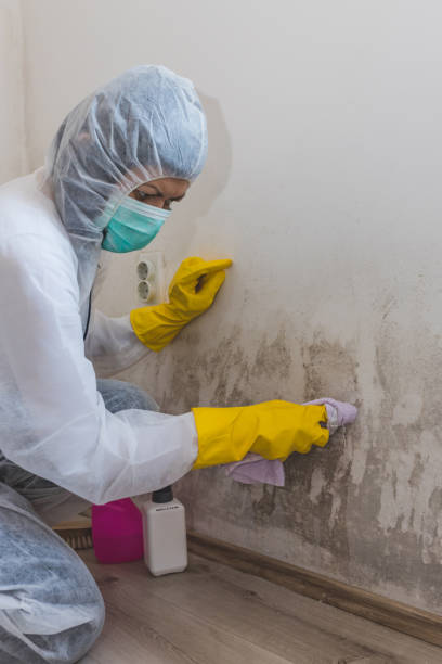 Best Mold Remediation for Vacation Homes  in Alpha, NJ