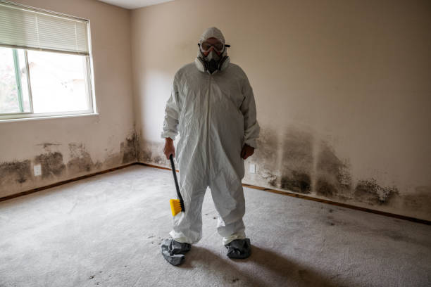 Best Mold Odor Removal Services  in Alpha, NJ